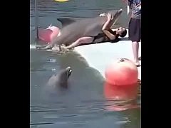 คลิปโป๊ฝรั่ง นักท่องเที่ยวโดนปลาโลมา กระแทกหีรัวๆ